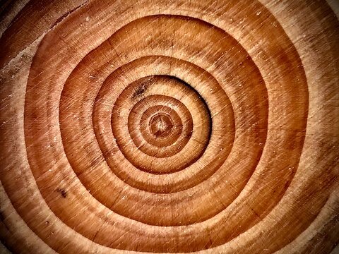 Wood Rings from Cut Tree
