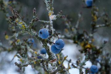 Makro / Details: Blaue Schlehen / Früchte des Schlehdorn (lat.: Prunus spinosa) in einer Schlehenhecke im Winter nach dem ersten Frost