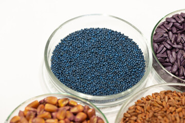 Obraz na płótnie Canvas Macro. Processed blue-coated rapeseed seeds in a petri dish in the lab