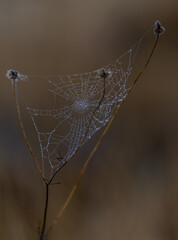 spider webbing with dew on field plants