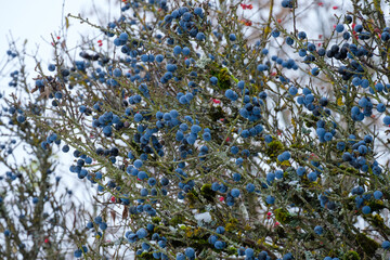 Blaue Schlehen / Früchte des Schlehdorn (lat.: Prunus spinosa) in einer Schlehenhecke im Winter...