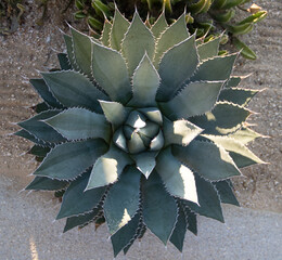 Fotografía de detalle de un agave