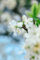 Closeup of a blossoming cherry tree during the spring season.