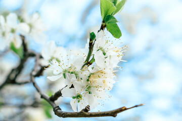 Closeup of a blossoming cherry tree during the spring season.