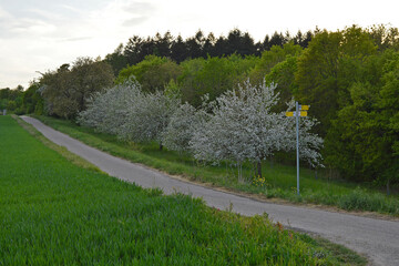 road in countryside