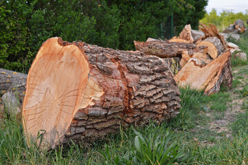 stack of logs