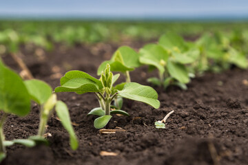Fresh green soy plants on the field in spring. Rows of young soybean plants 