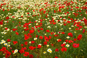 Sant Francesc Xavier, campo primaveral.Formentera.Islas Pitiusas.Baleares.Espa&ntilde;a.