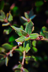 macro detail of wild plant of northern Sardinia