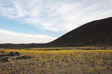 Yellow wildflowers blooming in Mojave Desert at the base of Amboy Crater