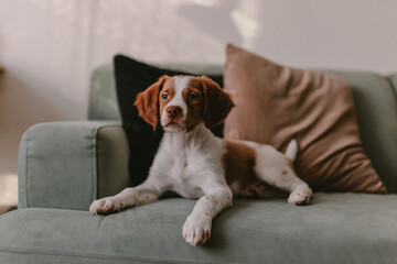 Cute little puppy white and brown fur sits on the green olive pistachio sofa. Brittany spaniel dog. Velvet pillows. Beautiful pet stays at home.