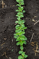 Fresh green soy plants on the field in spring. Rows of young soybean plants 