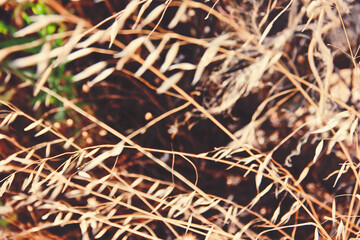 detail of blades of grass, nature in summer