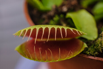 carnivorous plant, Dionaea muscipula , Mallorca, Balearic Islands, Spain