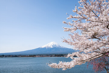 Mount Fuji and cherry blossom tree in front of blue sky 