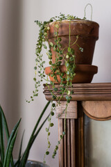 String of Turtles plant in terra cotta pot on wooden shelf