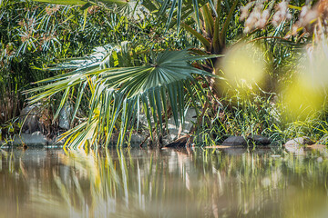 palms on water