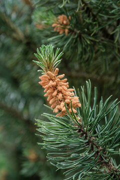 Nahaufnahme / Hochformat: Gr&uuml;ner Zweig mit Pollen und Bl&uuml;tenstaub an einer Kiefer (Lat.: Pinus) im Fr&uuml;hling