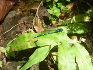 a dragonfly in Guadeloupe, August
