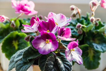 African violets (Streptocarpus sect. Saintpaulia) with pink and purple flowers in decorative pots on a sunny windowsill.