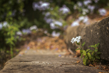 la flor del escalón