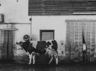 Black and white photo of a small cowshed and two cows.
