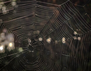 telaraña