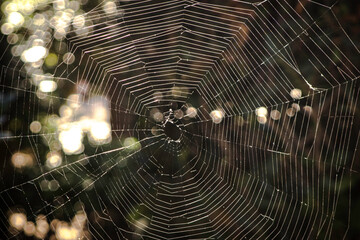 spider web