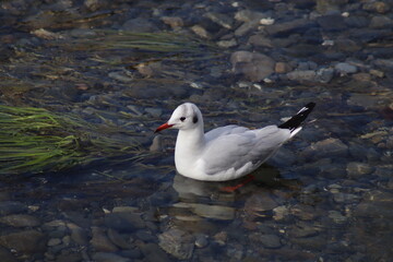 Fototapeta premium seagull on the rock