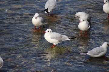 black headed gull