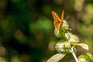 butterfly