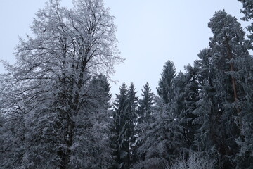 Waldlandschaft im Winter mit Schnee