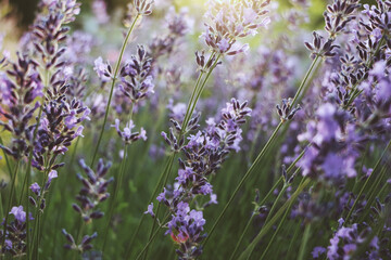 Detail of blooming lavender in the garden.