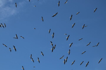 Fototapeta premium birds in flight