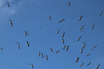 Fototapeta premium flock of birds