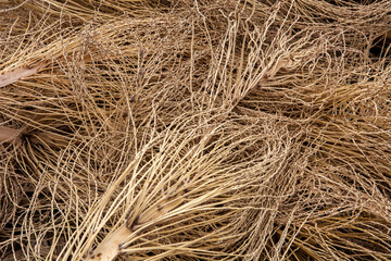 dry leaves and inflorescences of a date palm