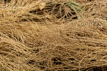 dry leaves and inflorescences of a date palm