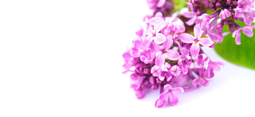 lilac on white background