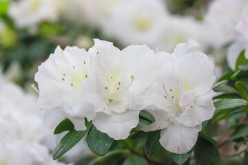 Fototapeta premium White azaleas, rhododendron tree with tender flowers, springtime in the botanical garden. Bush in bloom. Place for text.