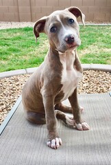Adorable blue brindle pit bull puppy