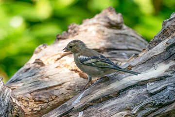 Green and yellow songbird, Detailed Greenfinch standing on a tree trunk. In the background special green and yellow bokeh