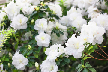 Fototapeta na wymiar White azaleas, rhododendron tree with tender flowers, springtime in the botanical garden. Bush in bloom. Place for text.