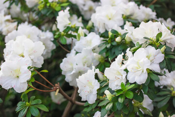 White azaleas, rhododendron tree with tender flowers, springtime in the botanical garden. Bush in bloom. Place for text.