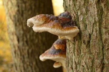 mushroom on a tree