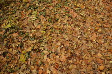 autumn leaves background