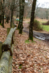 Wet road in the forest on rainy day with leaves on the ground