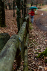 Wet road in the forest on rainy day with leaves on the ground