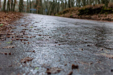 Wet road in the forest on rainy day with leaves on the ground
