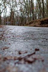 Wet road in the forest on rainy day with leaves on the ground