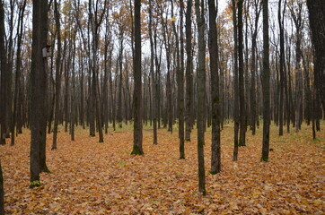 grey and bare autumn